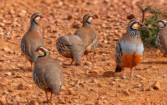 Our partridges