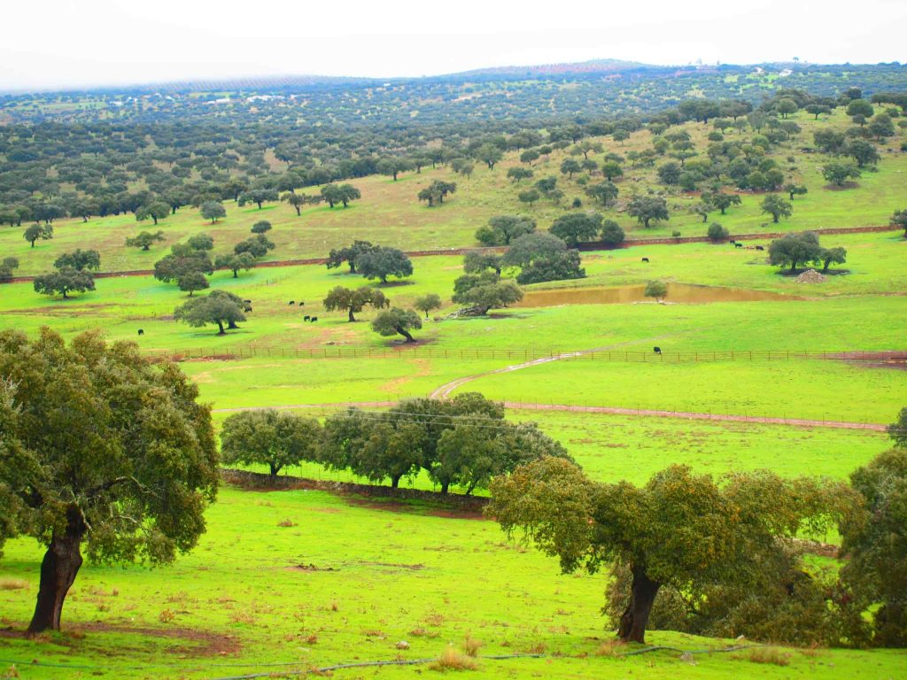 When is Hunting Season in Spain: Boar, Deer, and Partridge