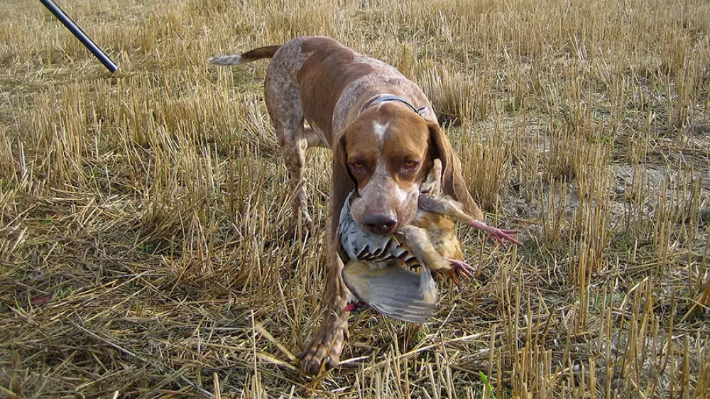 How to Hunt with Dogs: Tips and Legal Advice